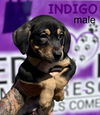 adoptable Dog in  named Indigo