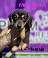 adoptable Dog in  named Magenta