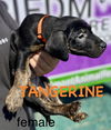 adoptable Dog in  named Tangerine