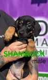 adoptable Dog in  named Shamrock