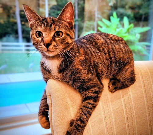 ERIS - Domestic Short Hair available for adoption