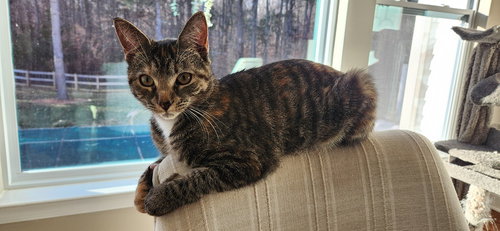 Eris, Adult Domestic Short Hair / Mixed (short coat), cat for adoption in Hickory, North Carolina