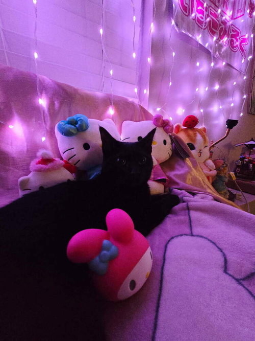 MILLIE - Domestic Short Hair available for adoption