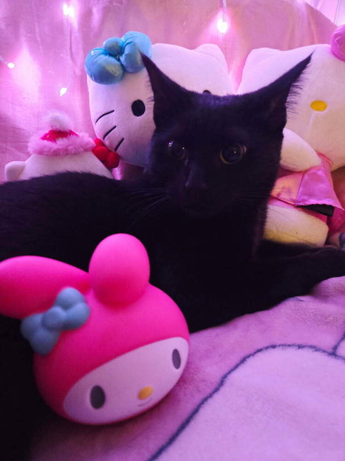 MILLIE - Domestic Short Hair available for adoption
