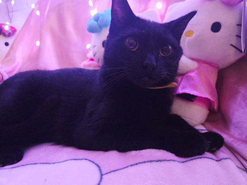 PRECIOUS - Domestic Short Hair available for adoption