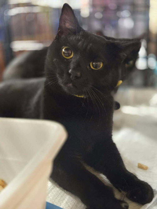 Precious, an adoptable Domestic Short Hair in Mooresville, NC