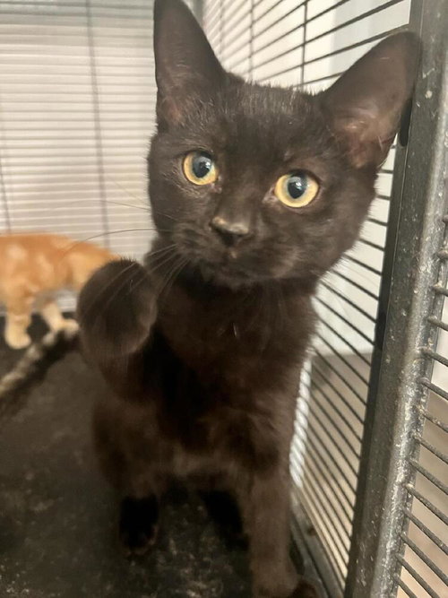 picture of the cat needing adoption