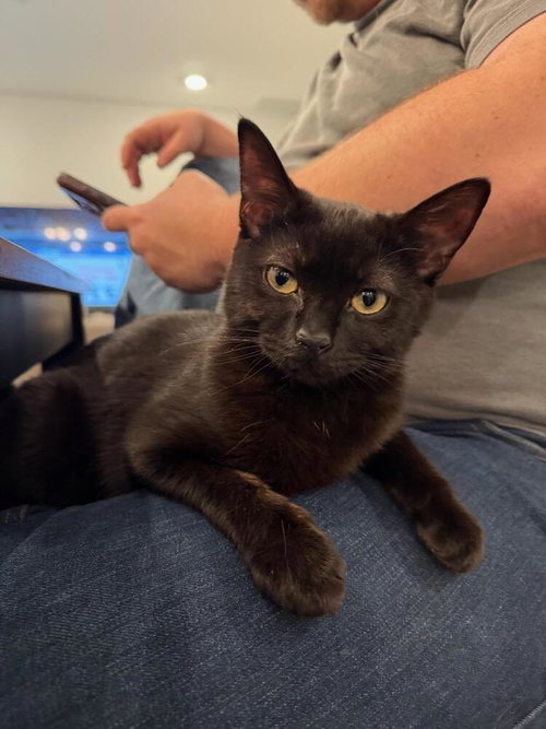 Carly, Baby Domestic Short Hair / Mixed (short coat), cat for adoption in Hickory, North Carolina