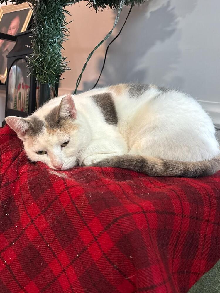Missy Image