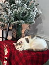 Missy - Photo 2