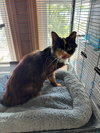 Seraphina - Photo 1