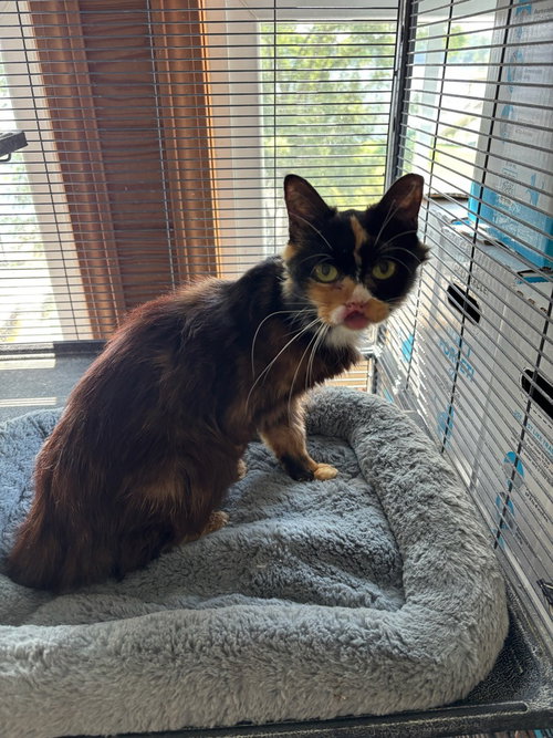 picture of the cat needing adoption