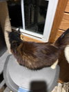 Seraphina - Photo 2