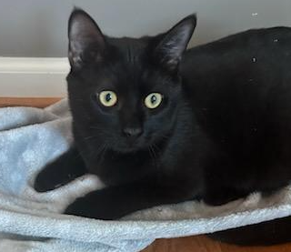 SYLVESTOR - Domestic Short Hair available for adoption