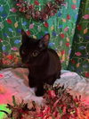 Sylvestor - Photo 2