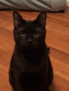 Sylvestor - Photo 3