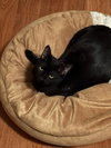 Sylvestor - Photo 4