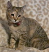 Willow - Photo 1