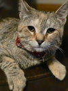 Willow - Photo 2