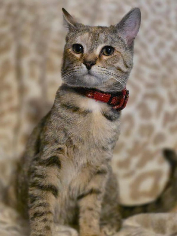 Willow