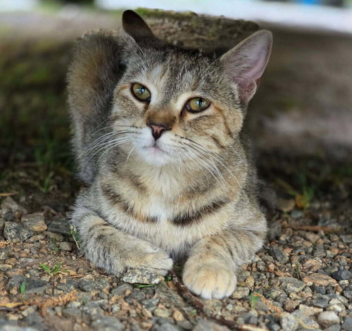 picture of the cat needing adoption