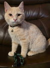 Ghost (Davidson) - Photo 1