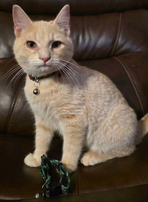 GHOST (DAVIDSON) - Domestic Short Hair available for adoption
