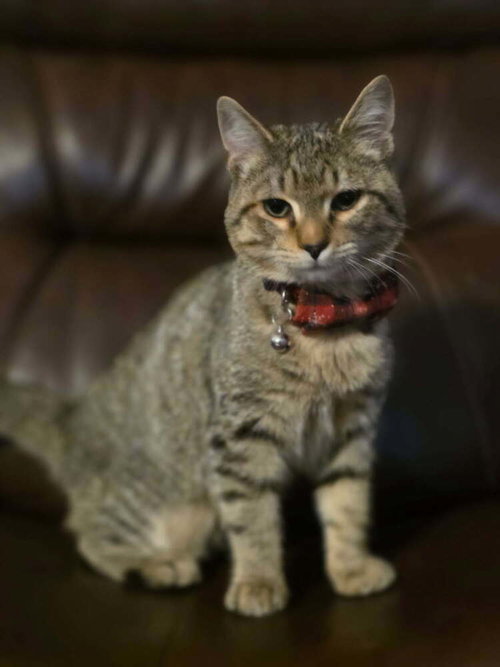 MAIZE - Domestic Short Hair available for adoption