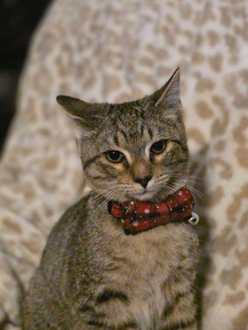 MAIZE - Domestic Short Hair available for adoption