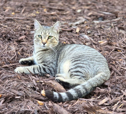 Maize, Baby Domestic Short Hair / Mixed (short coat), cat for adoption in Hickory, North Carolina