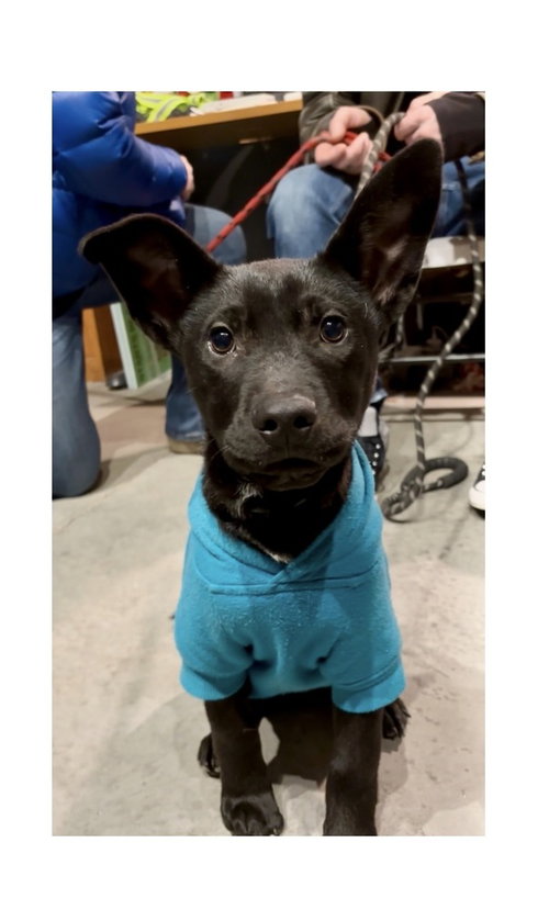 picture of the dog needing adoption