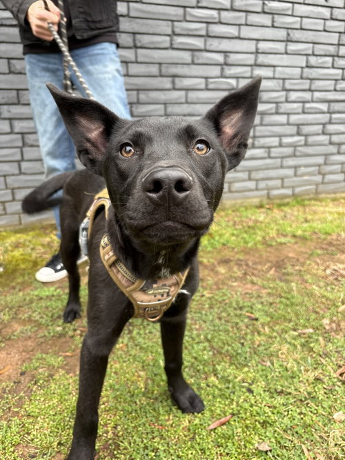 picture of the dog needing adoption