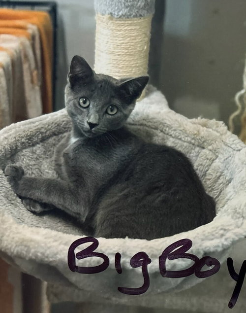 BIG BOY - Domestic Short Hair available for adoption