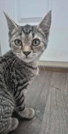 Ginger - Photo 1