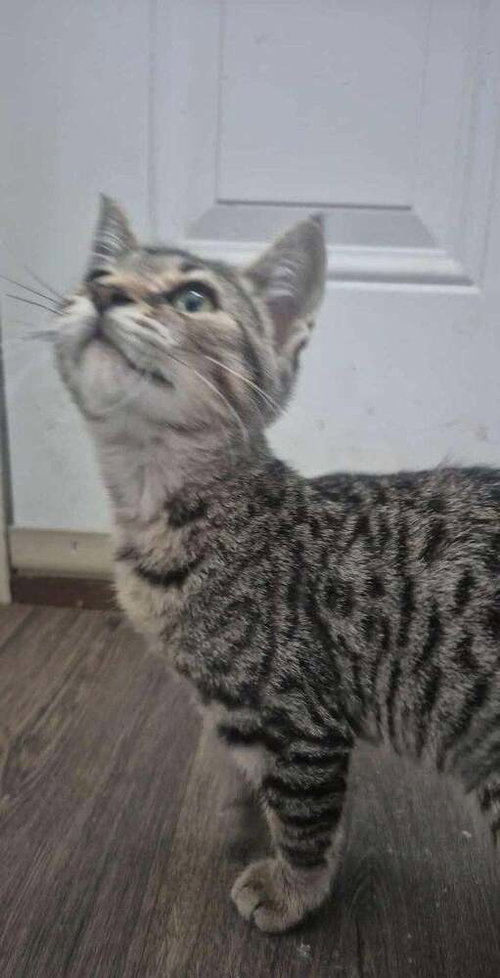 GINGER - Domestic Short Hair available for adoption