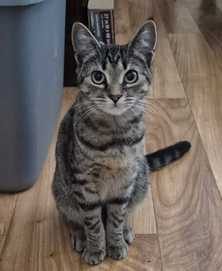 picture of the cat needing adoption