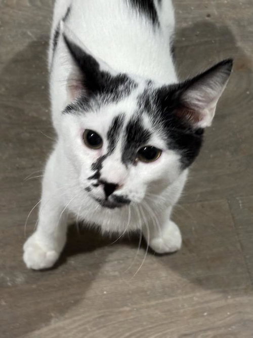 NICHOLAS - Domestic Short Hair available for adoption