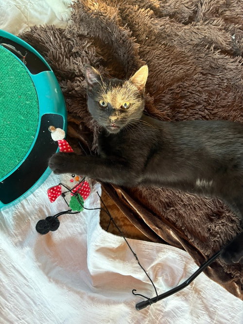 POUNCE DE LEON - Domestic Short Hair available for adoption
