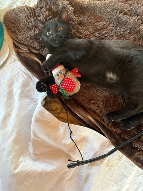 POUNCE DE LEON - Domestic Short Hair available for adoption