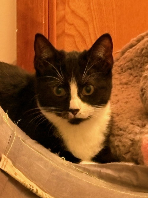 POMEGRANATE - Domestic Short Hair available for adoption