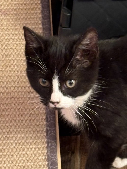 POMEGRANATE - Domestic Short Hair available for adoption