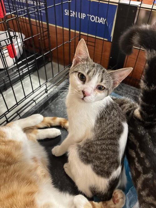 picture of the cat needing adoption