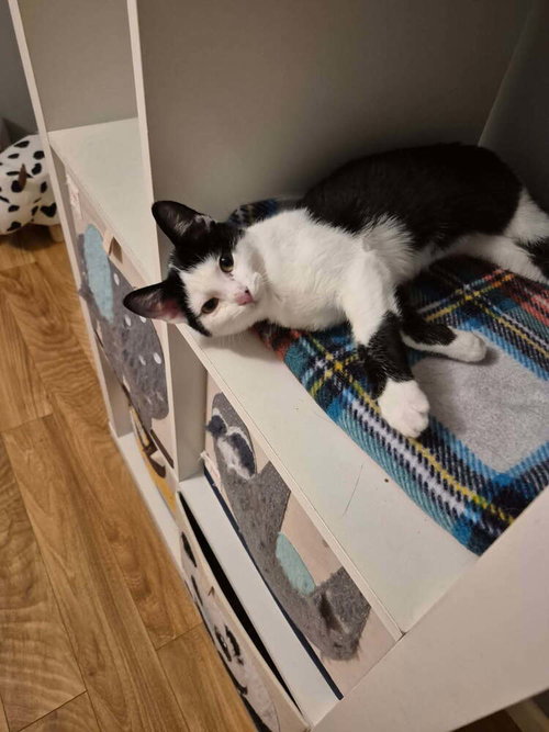 picture of the cat needing adoption