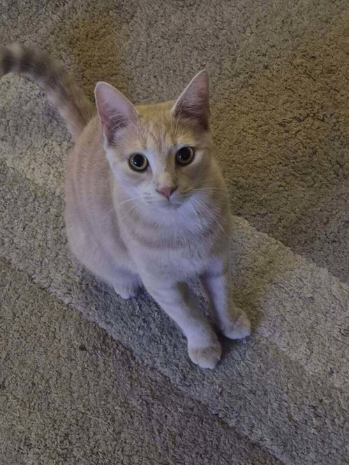 Scout, Baby Domestic Short Hair / Mixed (short coat), cat for adoption in Hickory, North Carolina