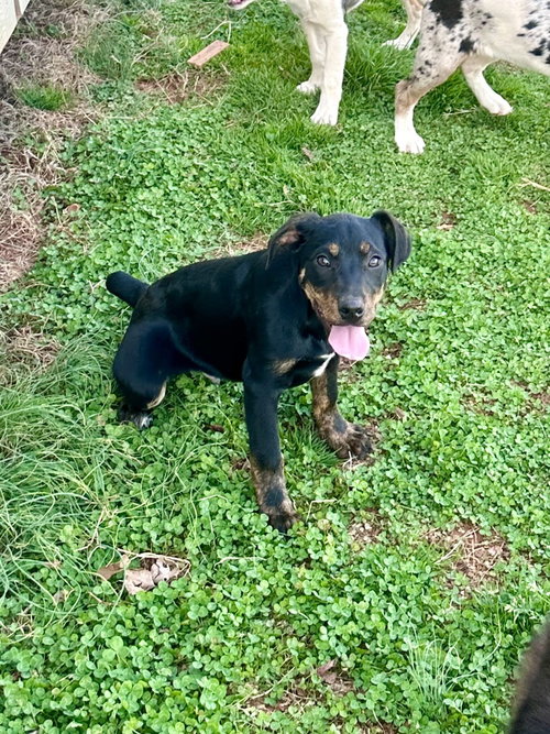 picture of the dog needing adoption