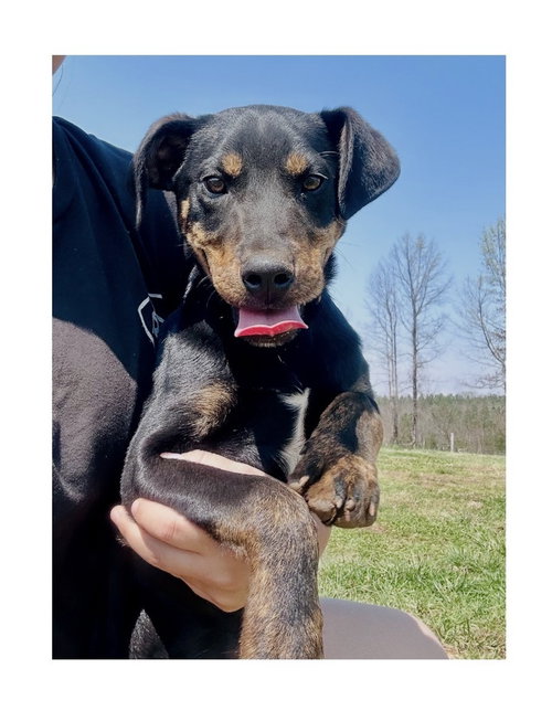 picture of the dog needing adoption