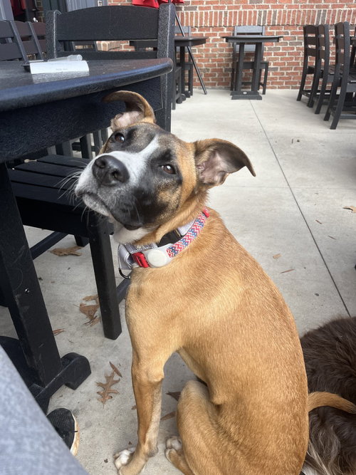 picture of the dog needing adoption
