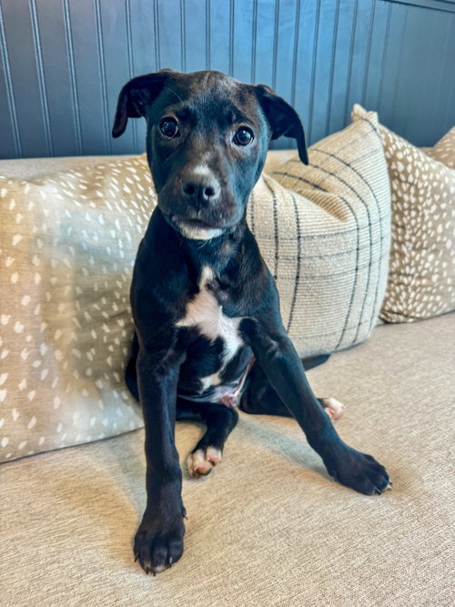 picture of the dog needing adoption