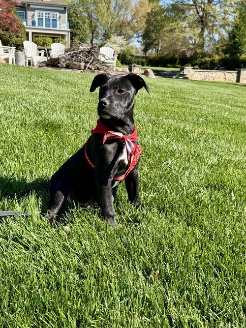 Anchovy, an adoptable Pit Bull Terrier in Mooresville, NC