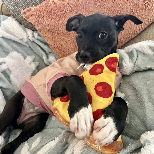 picture of the dog needing adoption